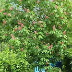 Bed & Breakfast Le Chant Des Fees Notre-Dame-de-Courson