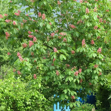 Frühstückspension Le Chant Des Fees Notre-Dame-de-Courson