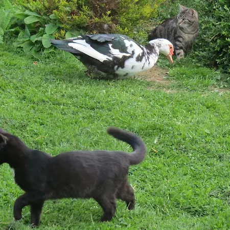 Le Chant Des Fees Notre-Dame-de-Courson