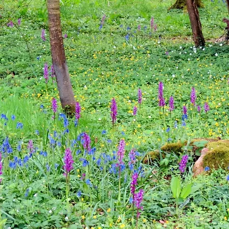 Le Chant Des Fees Frühstückspension Notre-Dame-de-Courson