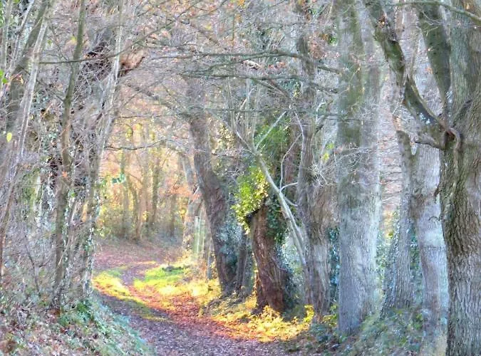 Le Chant Des Fees Notre-Dame-de-Courson