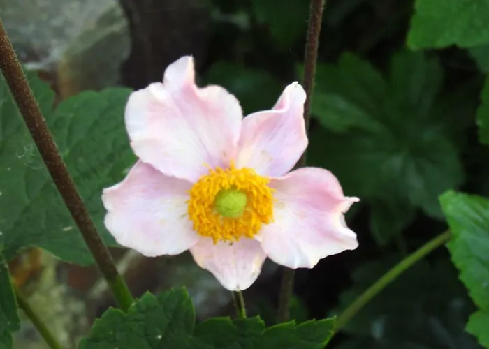 Le Chant Des Fees Alojamento de Acomodação e Pequeno-almoço