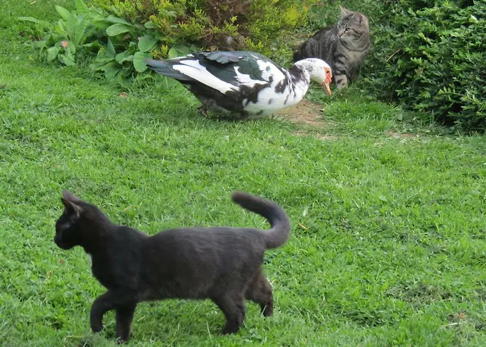 Le Chant Des Fees Notre-Dame-de-Courson