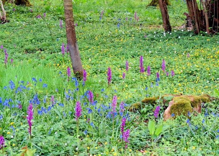 Le Chant Des Fees Nocleg ze śniadaniem Notre-Dame-de-Courson